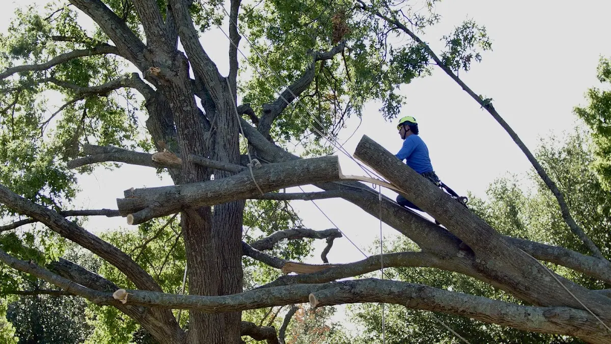 Professional Hazardous Tree Removal performed by certified arborists in Flatonia