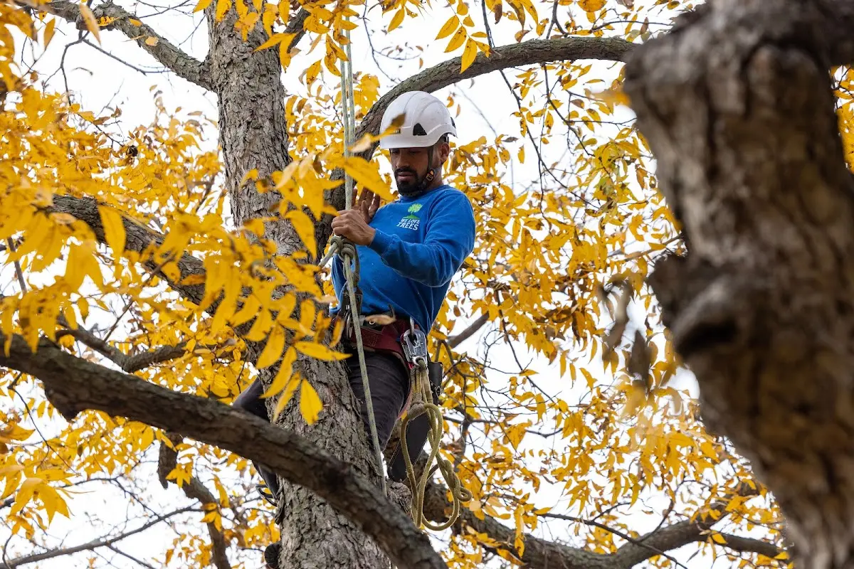 Skilled Tree Planing crew working in Flatonia